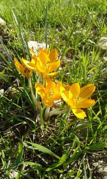 Imagem de Crocus graveolens Boiss. & Reut.