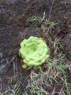 Image of Aeonium canariense subsp. latifolium (Burchard) Bañares