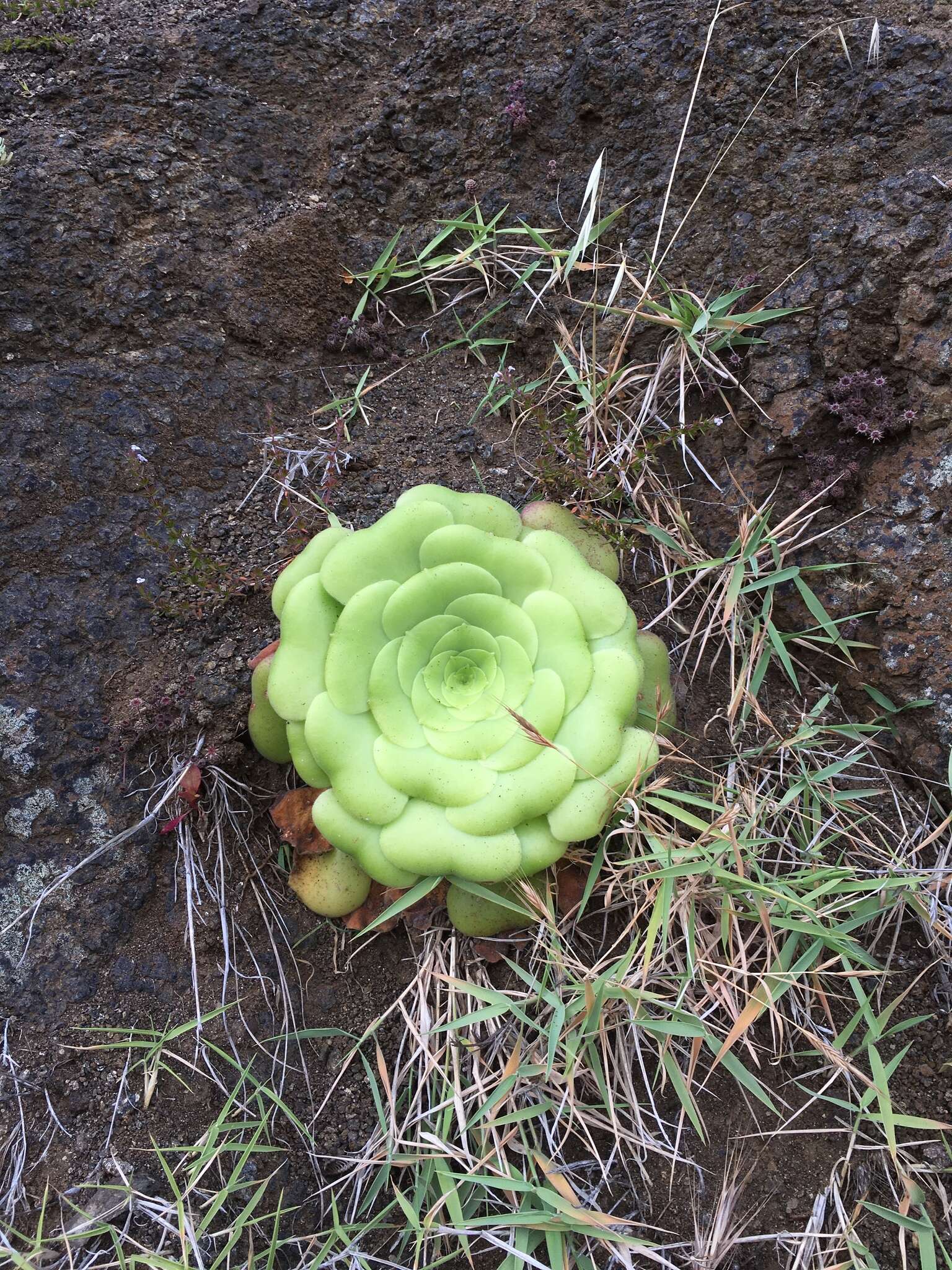 Image of Aeonium canariense subsp. latifolium (Burchard) Bañares