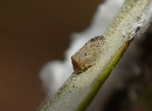 Image of Olive psyllid