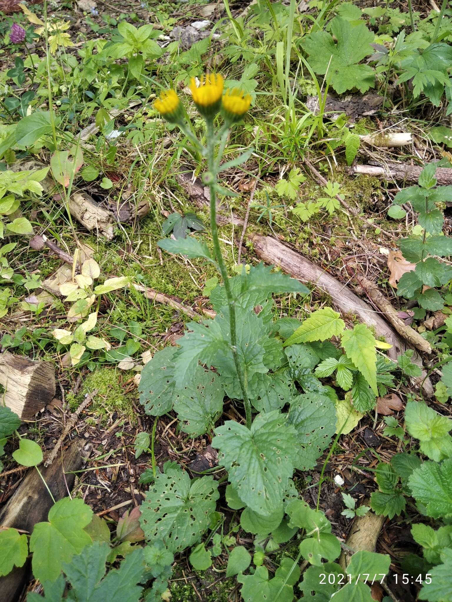 Слика од Jacobaea subalpina (W. D. J. Koch) Pelser & Veldkamp