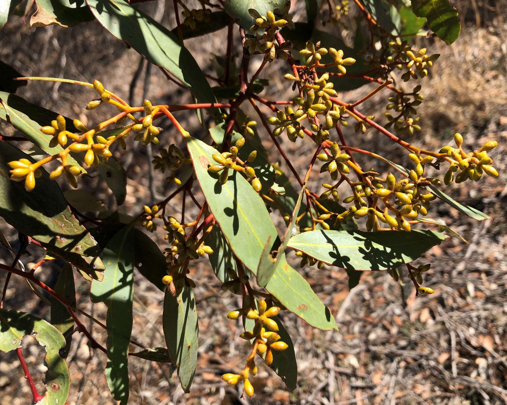 Слика од Eucalyptus behriana F. Müll.