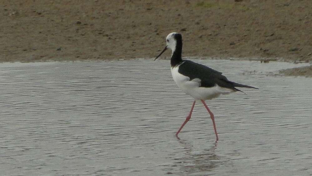 Image of Pied Stilt