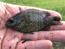 Image of Bantam Sunfish