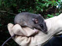 Imagem de Peromyscus mexicanus (Saussure 1860)