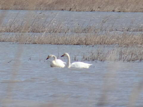 Image de Cygne de Bewick