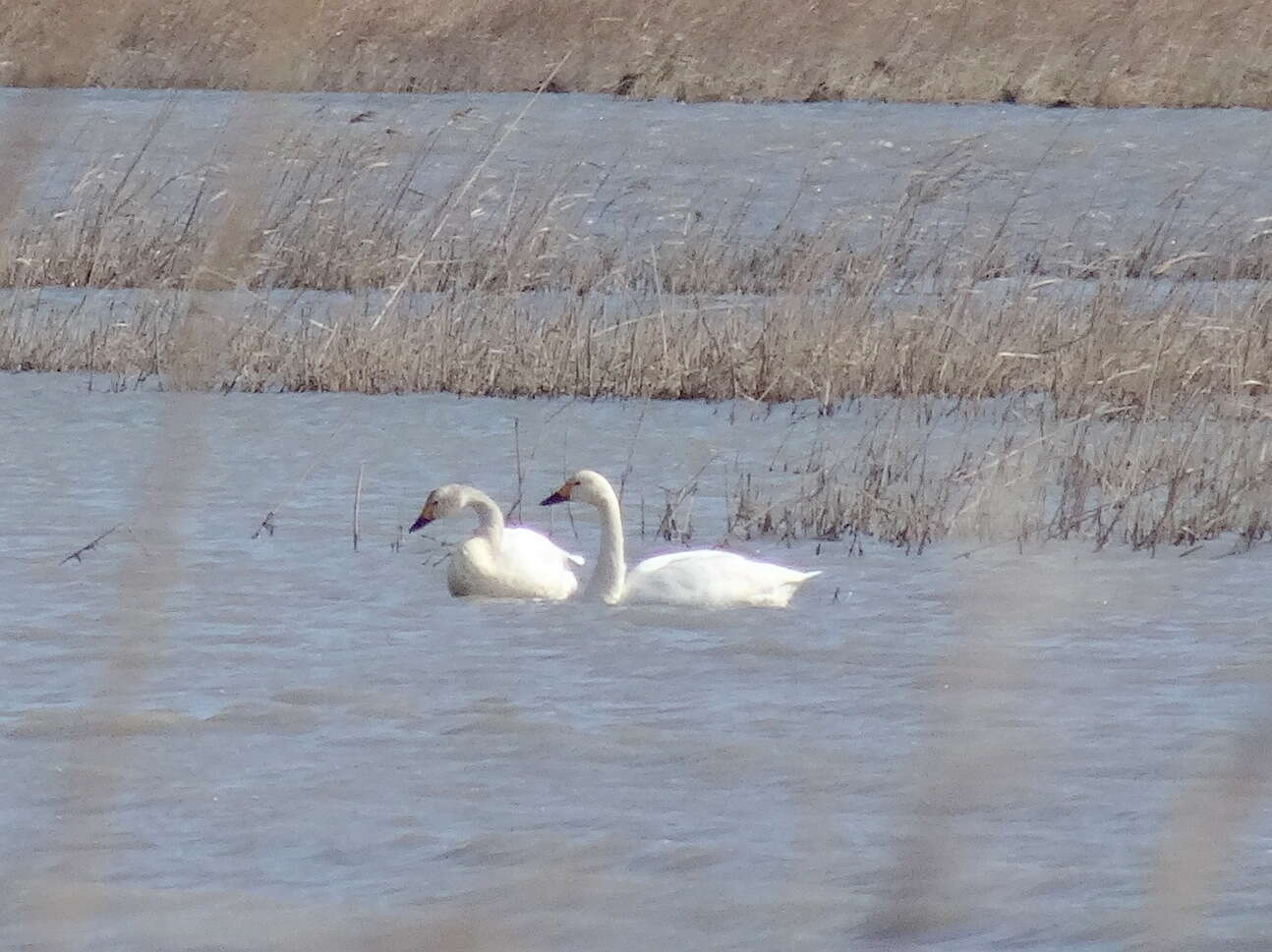 Image of Bewick's swan