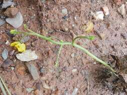 Image de Utricularia aurea Lour.