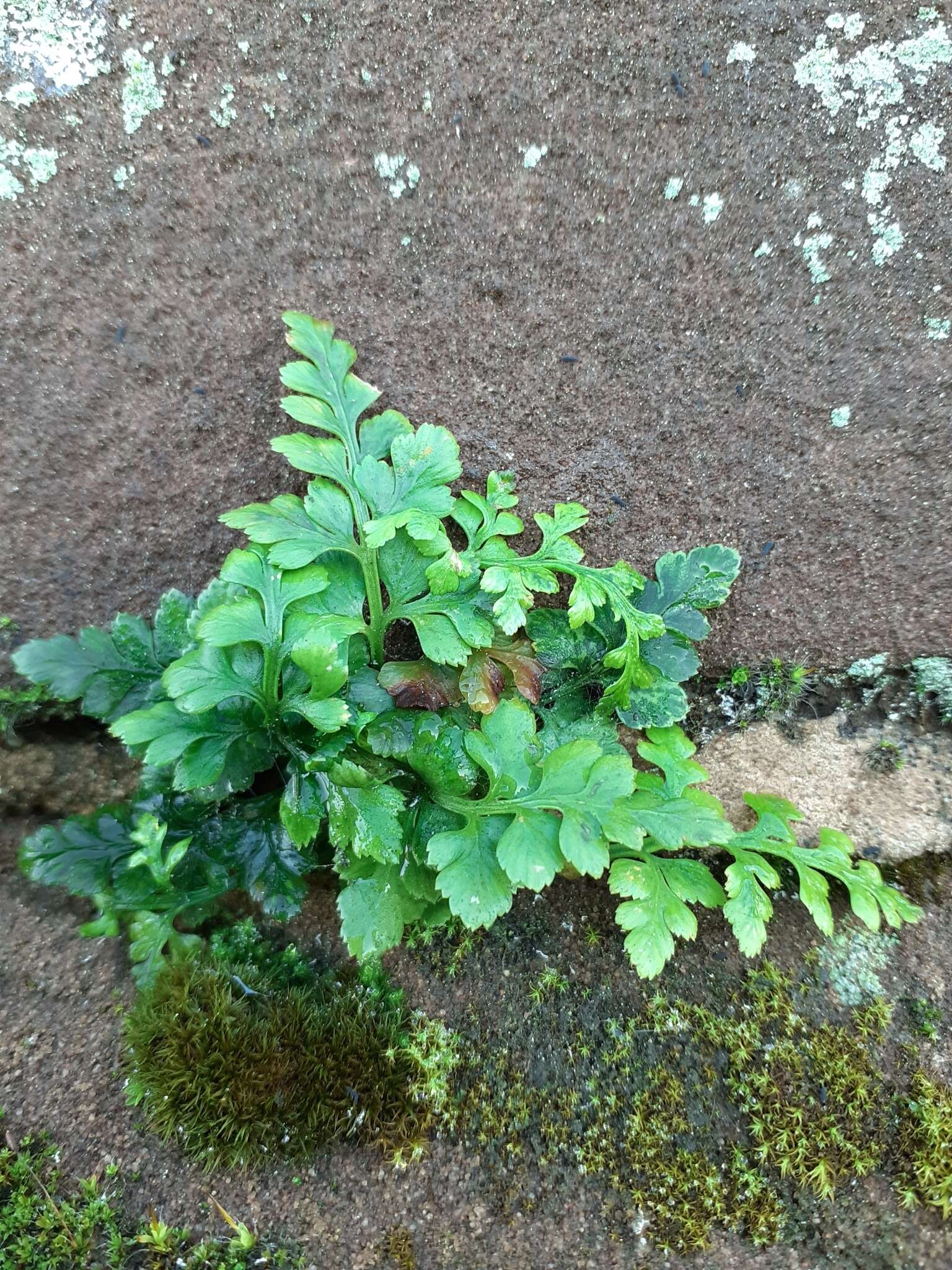 Imagem de Asplenium adiantum-nigrum L.