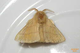 Image of lackey moth