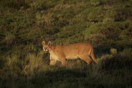 Image of South American cougar