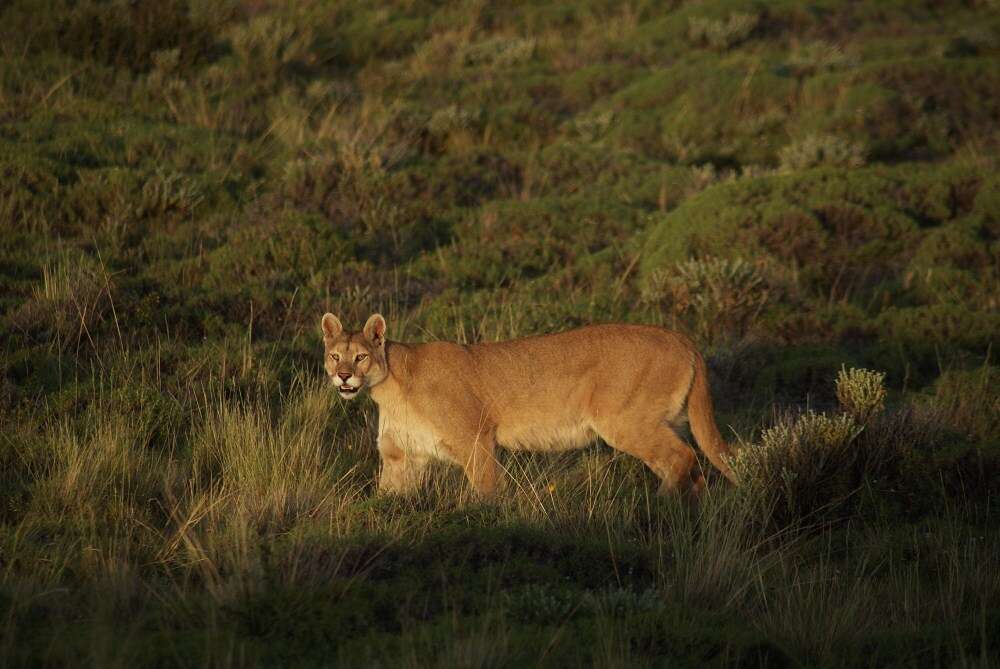 Imagem de Puma concolor concolor (Linnaeus 1771)