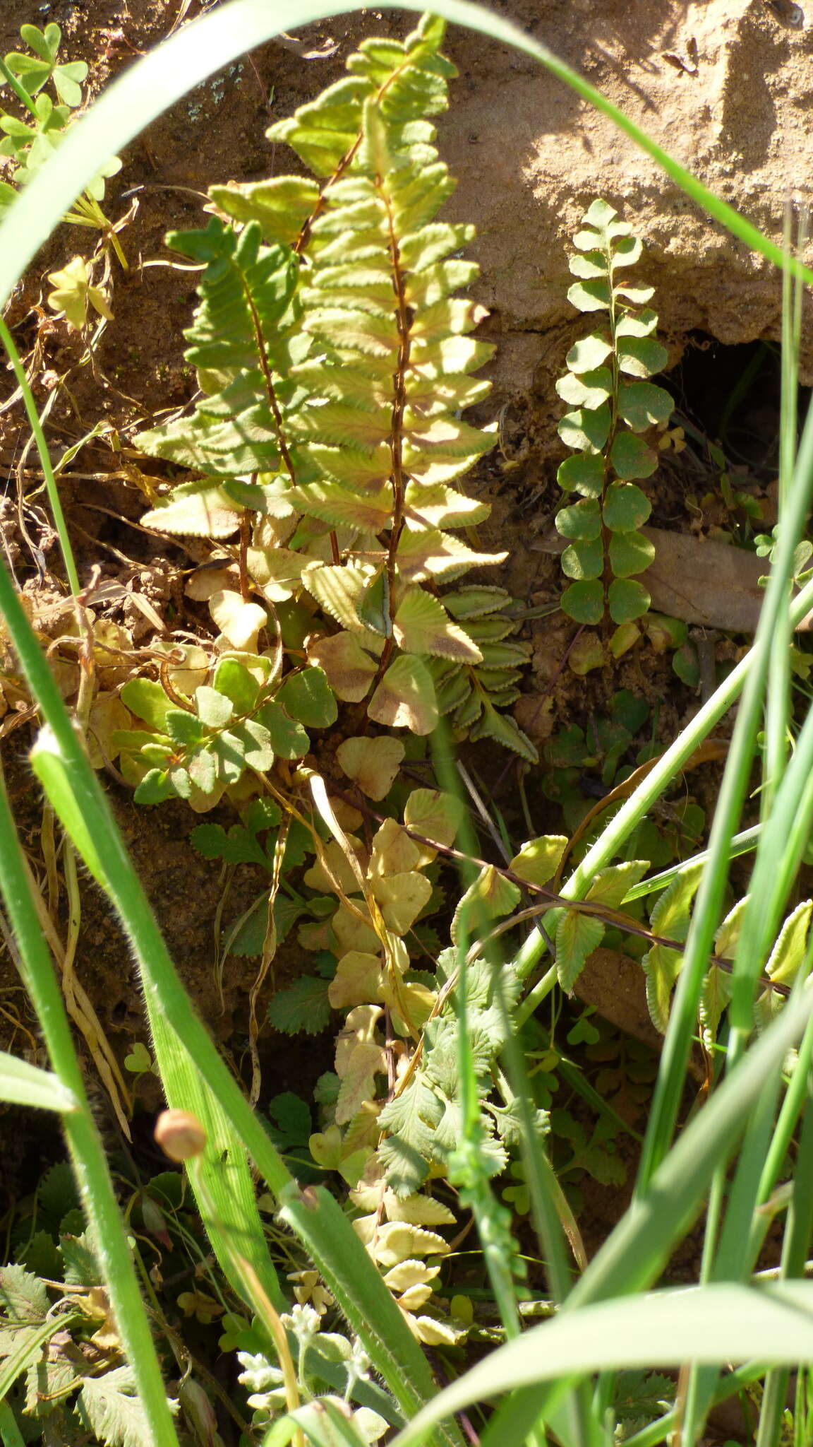 Слика од Cheilanthes hastata (L. fil.) Kunze