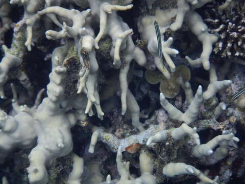 Image of Hit and Run Blenny