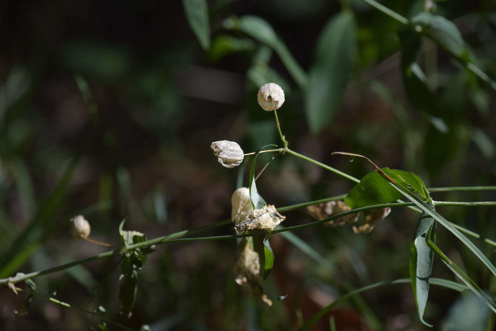 Image of Bladder Campion