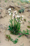 Image of Taimyr catchfly