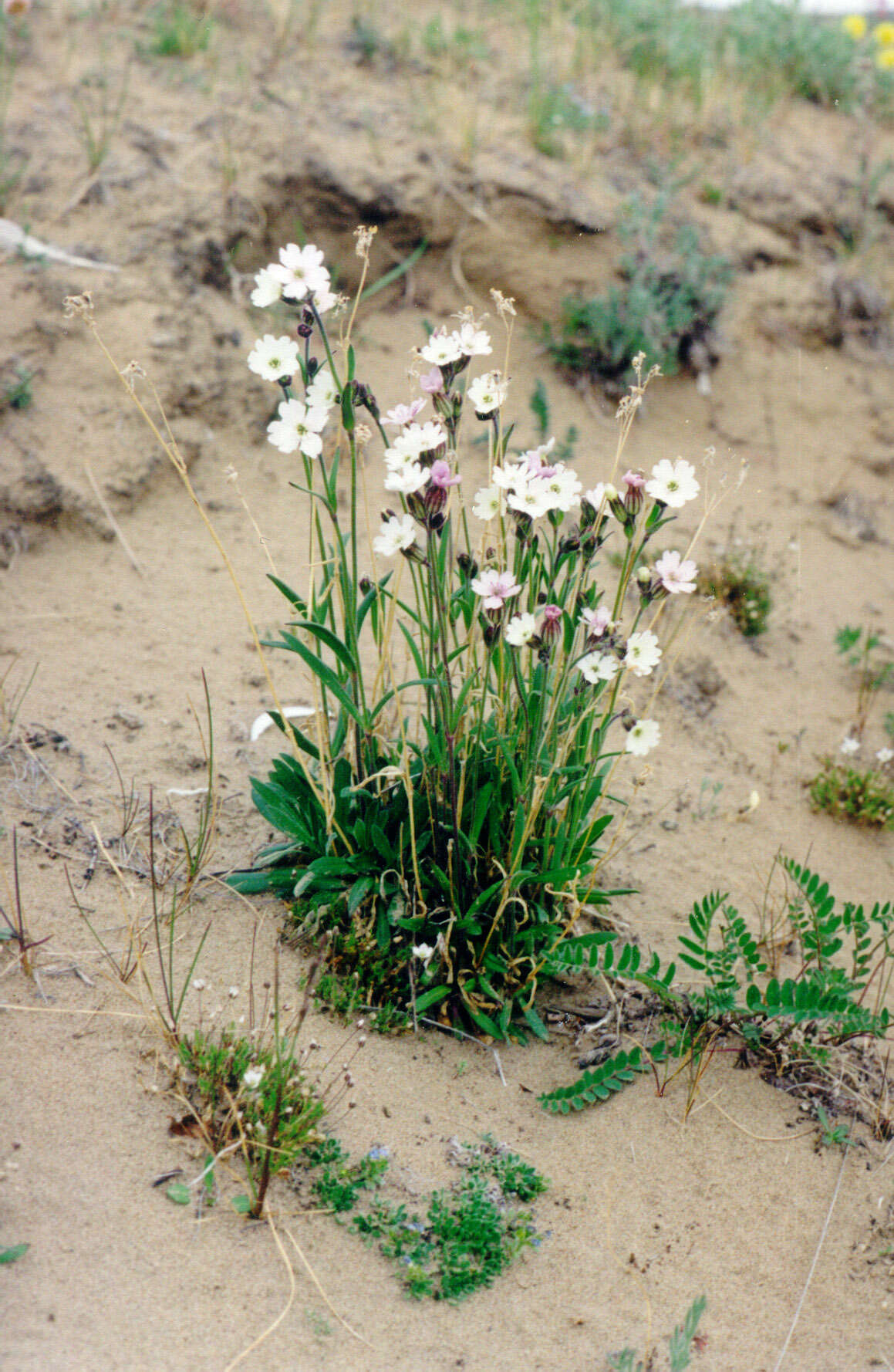 Слика од Silene ostenfeldii (A. E. Porsild) J. K. Morton