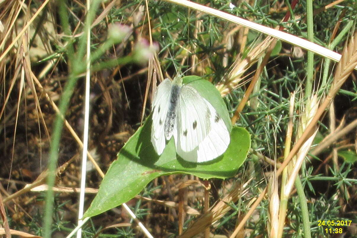 Image of small white