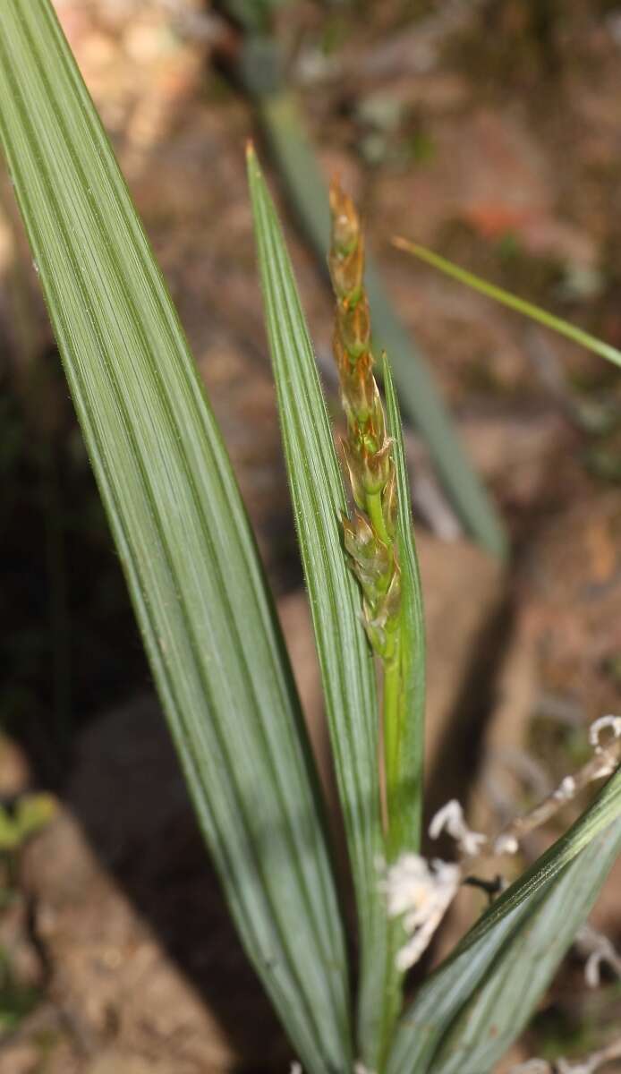 Image de Babiana scariosa G. J. Lewis