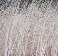 Image of Mugimaki Flycatcher