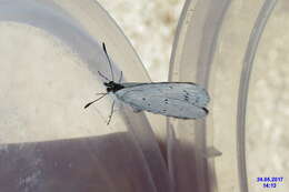 Image of holly blue