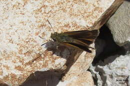 Image of lulworth skipper