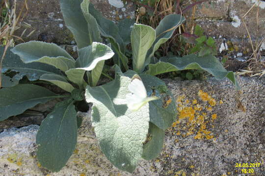 Image of cabbage butterfly