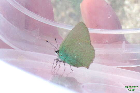 Image of Green Hairstreak