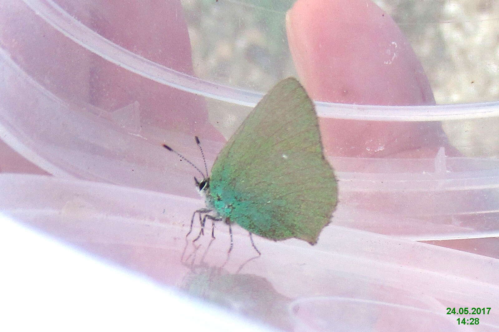 Plancia ëd Callophrys rubi (Linnaeus 1758)