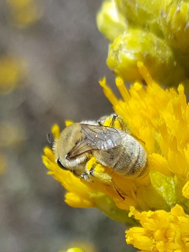 Image of Colletes ochraceus Swenk 1906