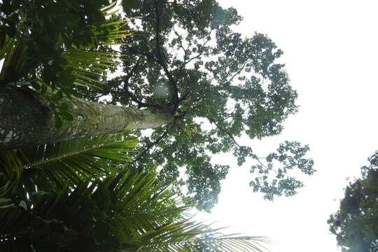 صورة Cordia megalantha S. F. Blake