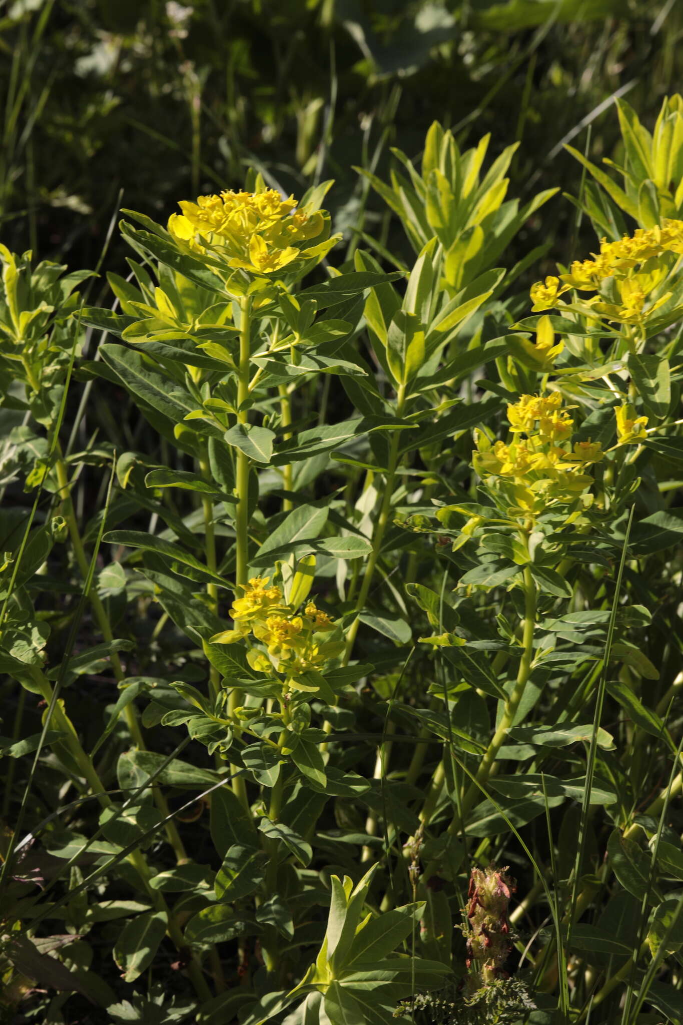 Image of Euphorbia eugeniae Prokh.