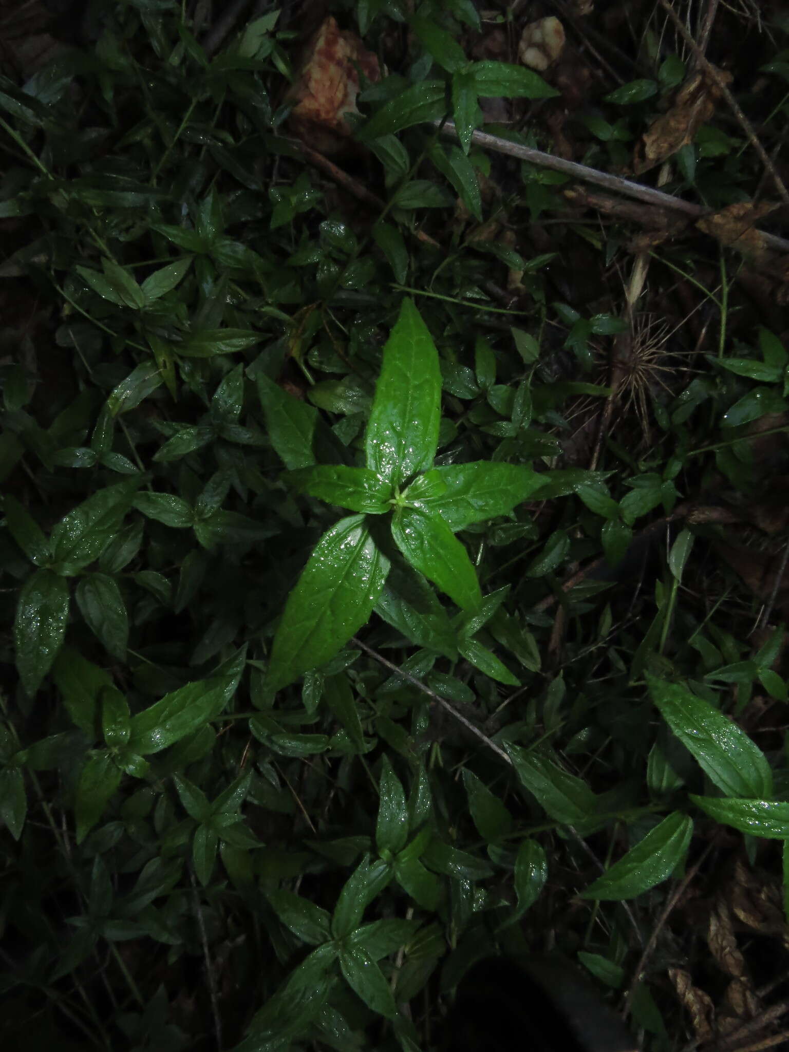 Sivun Chiropetalum tricuspidatum (Lam.) A. Juss. kuva