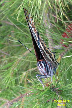 Image of Two-tailed Pasha