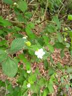 Image of velvet shrubverbena