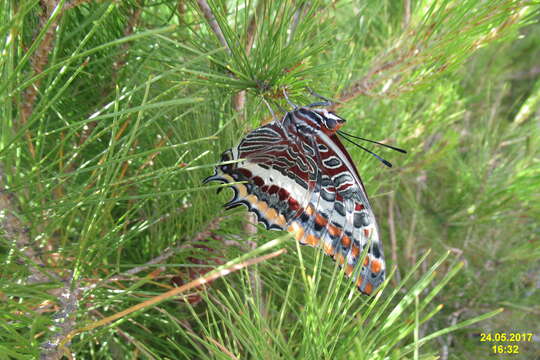 Image of Two-tailed Pasha