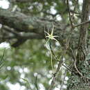 Image of Angraecum popowii Braem