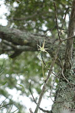 Image of Angraecum popowii Braem