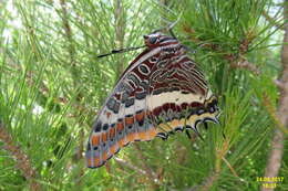 Image of Two-tailed Pasha