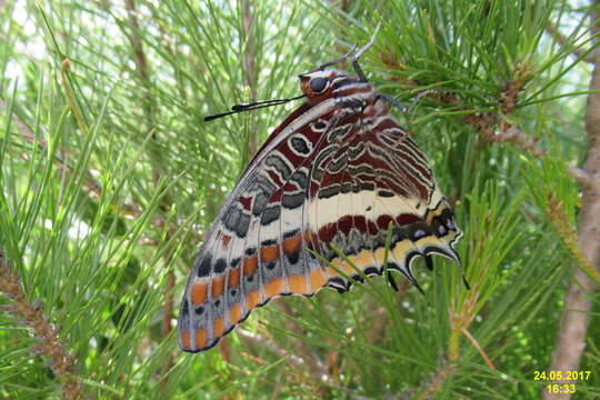 Charaxes jasius Linnaeus 1767的圖片