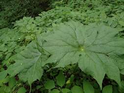 Image of American umbrellaleaf