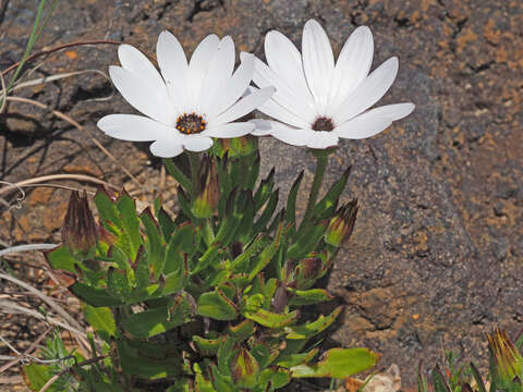 Image of Gordon's Bay Daisy