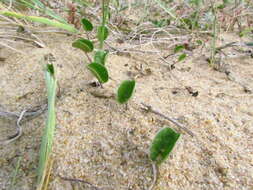 Imagem de Dichondra microcalyx (Hall. fil.) Fabris