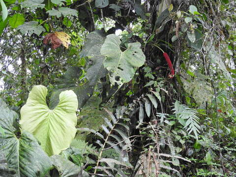 Image of Anthurium giganteum Engl.