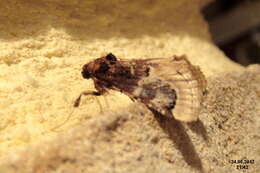 Image de Loryma egregialis