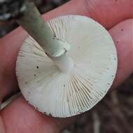 Image of Amanita solaniolens H. L. Stewart & Grund 1974