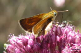 Image of lulworth skipper