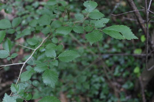Image of Small-leaved Elm