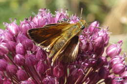 Image of lulworth skipper