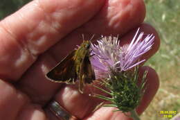 Image of lulworth skipper